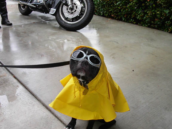 Bandit20in20Rain20Gear201