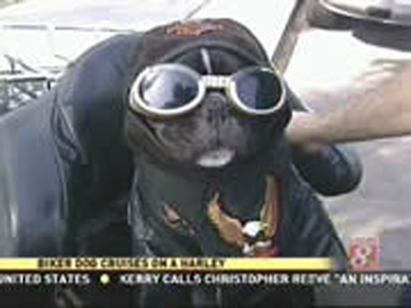 Bandit's Feature on KFMB with Larry Himmel
